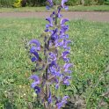 Salvia pratensis fleur